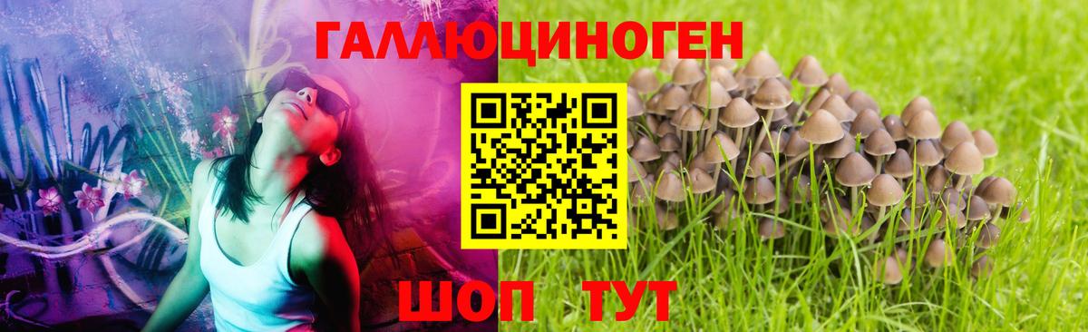Псилоцибиновые грибы GOLDEN TEACHER Верхняя Пышма
